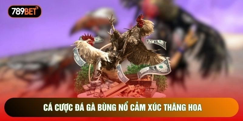 Cá cược đá gà bùng nổ cảm xúc thăng hoa Cá cược đá gà bùng nổ cảm xúc thăng hoa