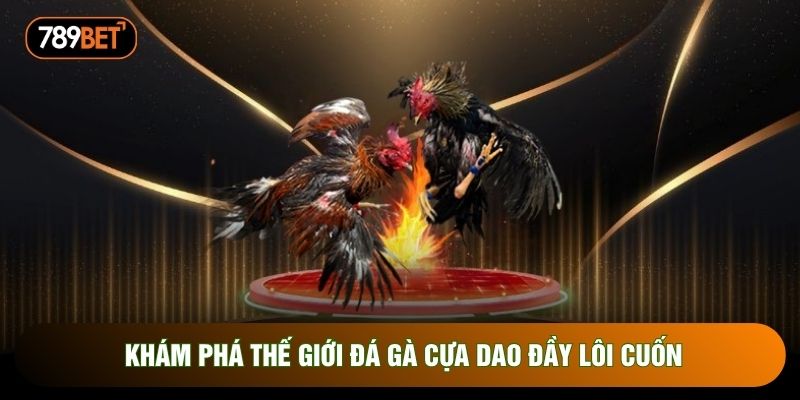 Khám phá thế giới đá gà cựa dao đầy lôi cuốn Khám phá thế giới đá gà cựa dao đầy lôi cuốn